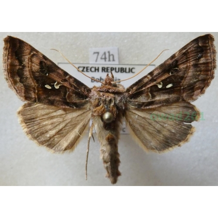 Autographa pulchrina (Haworth, 1809) Błyszczka zdobnica Czech74h